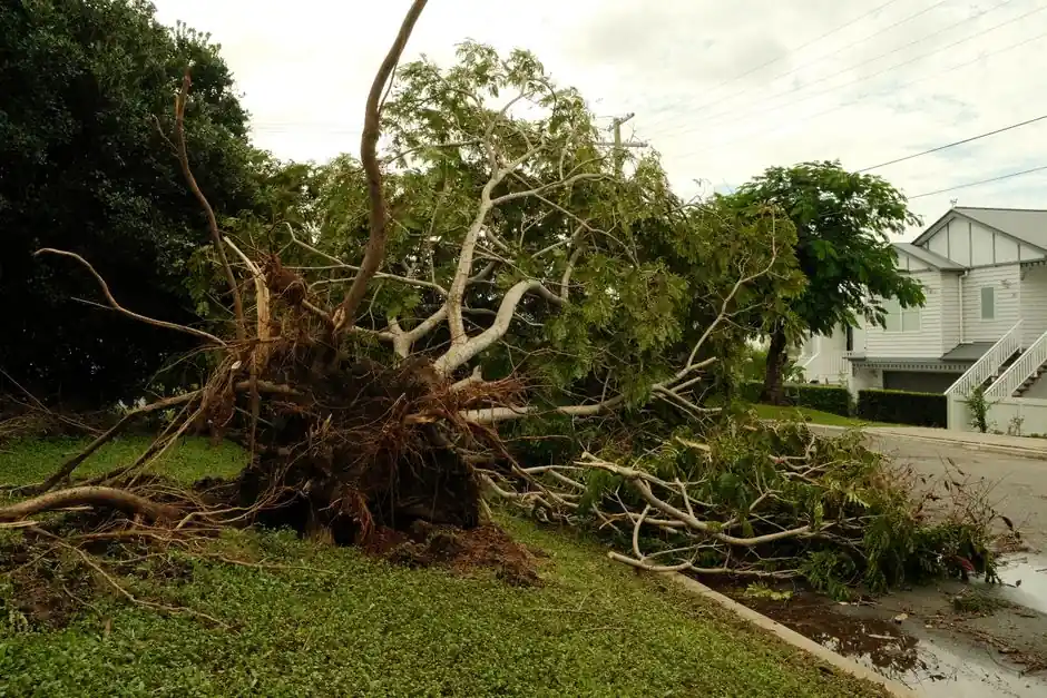 Uprooted tree lies on suburban street after a violent storm, showcasing nature's power.